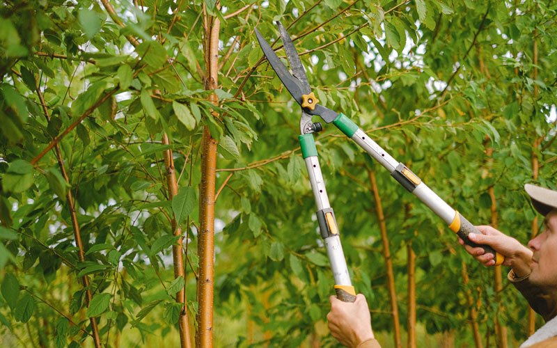 Tree trimming in Bowman, ND