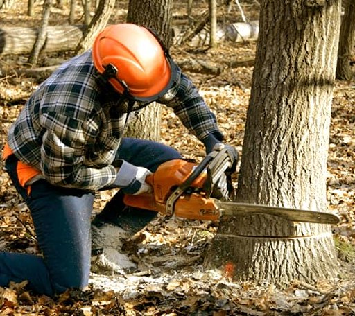 Tree Removal in Bowman, ND